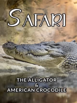 Safari: The Alligator & American Crocodile